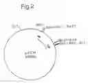 Fig. 03 - Nucleic acid encoding TIE-2 ligand