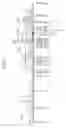 Fig. 04 - Nucleic acid encoding TIE-2 ligand