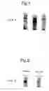 Fig. 23 - Nucleic acid encoding TIE-2 ligand