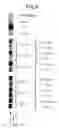 Fig. 24 - Nucleic acid encoding TIE-2 ligand