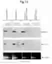 Fig. 28 - Nucleic acid encoding TIE-2 ligand