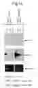 Fig. 29 - Nucleic acid encoding TIE-2 ligand
