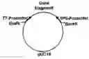 Fig. 01 - Method and medicament for inhibiting the expression of a given gene