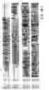 Fig. 06 - RNA interference pathway genes as tools for targeted genetic interference