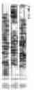 Fig. 07 - RNA interference pathway genes as tools for targeted genetic interference