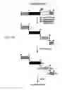 Fig. 02 - Identification of differentially methylated and mutated nucleic acids
