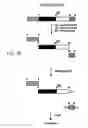 Fig. 03 - Identification of differentially methylated and mutated nucleic acids