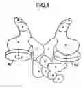Fig. 02 - Nucleic acid encoding Bacillus stearothermophilus polc polymerase subunit