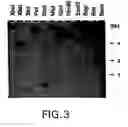 Fig. 04 - Nucleic acid encoding Bacillus stearothermophilus polc polymerase subunit