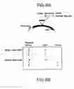 Fig. 17 - Nucleic acid encoding Bacillus stearothermophilus polc polymerase subunit