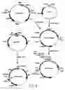 Fig. 18 - Nucleic acid encoding Bacillus stearothermophilus polc polymerase subunit