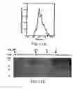 Fig. 20 - Nucleic acid encoding Bacillus stearothermophilus polc polymerase subunit
