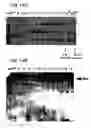 Fig. 24 - Nucleic acid encoding Bacillus stearothermophilus polc polymerase subunit