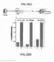 Fig. 41 - Nucleic acid encoding Bacillus stearothermophilus polc polymerase subunit