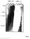 Fig. 45 - Nucleic acid encoding Bacillus stearothermophilus polc polymerase subunit