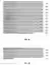 Fig. 53 - Nucleic acid encoding Bacillus stearothermophilus polc polymerase subunit