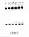 Fig. 07 - Genomics applications for modified OLIGO nucleotides