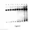 Fig. 09 - Genomics applications for modified OLIGO nucleotides