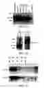 Fig. 03 - Isolated polypeptide deletion mutants of survival of motor neuron-interacting protein 1