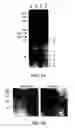 Fig. 05 - Isolated polypeptide deletion mutants of survival of motor neuron-interacting protein 1