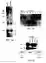 Fig. 06 - Isolated polypeptide deletion mutants of survival of motor neuron-interacting protein 1