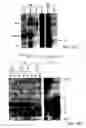 Fig. 07 - Isolated polypeptide deletion mutants of survival of motor neuron-interacting protein 1