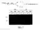 Fig. 08 - Isolated polypeptide deletion mutants of survival of motor neuron-interacting protein 1