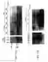 Fig. 12 - Isolated polypeptide deletion mutants of survival of motor neuron-interacting protein 1