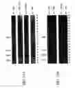 Fig. 14 - Isolated polypeptide deletion mutants of survival of motor neuron-interacting protein 1