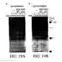 Fig. 20 - Isolated polypeptide deletion mutants of survival of motor neuron-interacting protein 1