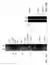 Fig. 25 - Isolated polypeptide deletion mutants of survival of motor neuron-interacting protein 1
