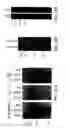 Fig. 29 - Isolated polypeptide deletion mutants of survival of motor neuron-interacting protein 1