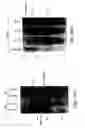 Fig. 32 - Isolated polypeptide deletion mutants of survival of motor neuron-interacting protein 1