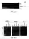Fig. 37 - Isolated polypeptide deletion mutants of survival of motor neuron-interacting protein 1