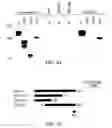 Fig. 52 - Isolated polypeptide deletion mutants of survival of motor neuron-interacting protein 1