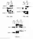 Fig. 53 - Isolated polypeptide deletion mutants of survival of motor neuron-interacting protein 1