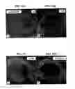 Fig. 57 - Isolated polypeptide deletion mutants of survival of motor neuron-interacting protein 1