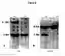 Fig. 09 - C/EBPalpha gene targeting constructs and uses thereof