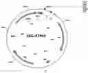 Fig. 01 - Nucleotide sequence encoding the dapC gene and process for the production of L-lysine