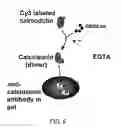 Fig. 06 - 3D format biochips and method of use