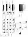 Fig. 13 - 5T4 antigen expression