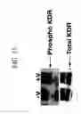 Fig. 13 - KDR and VEGF/KDR binding peptides and their use in diagnosis and therapy