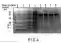 Fig. 05 - Method of affinity separation and ligands for use therein