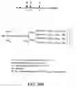 Fig. 147 - Factor IX: remolding and glycoconjugation of Factor IX