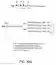 Fig. 150 - Factor IX: remolding and glycoconjugation of Factor IX
