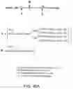 Fig. 209 - Factor IX: remolding and glycoconjugation of Factor IX
