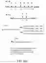 Fig. 260 - Factor IX: remolding and glycoconjugation of Factor IX