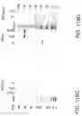 Fig. 415 - Factor IX: remolding and glycoconjugation of Factor IX