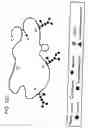 Fig. 431 - Factor IX: remolding and glycoconjugation of Factor IX