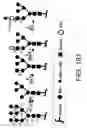 Fig. 486 - Factor IX: remolding and glycoconjugation of Factor IX